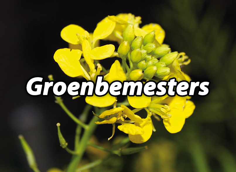 Groenbemesters